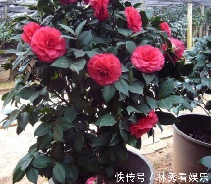 爆盆|栀子花、茶花不会养教你一招，轻松养“爆盆”，看完秒懂