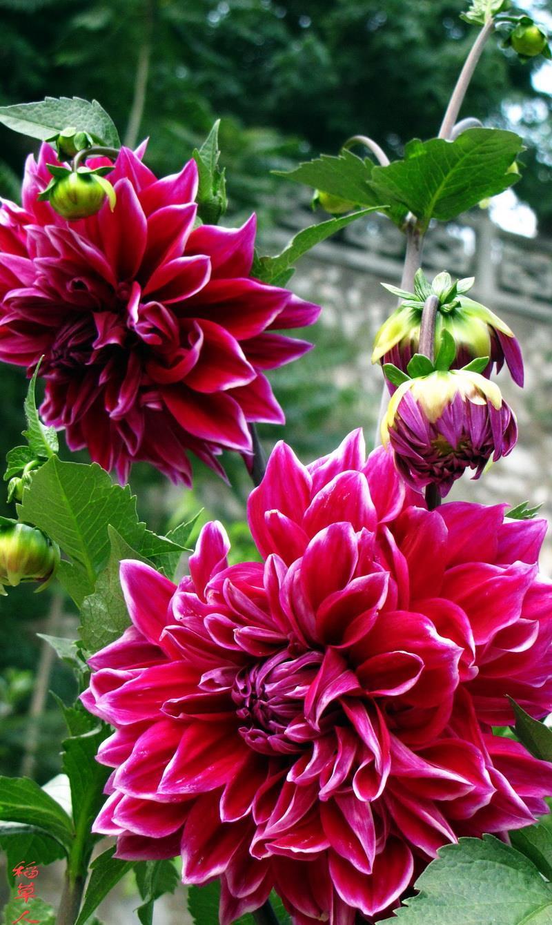 大花|花朵碗口大,喜欢看大花的别错过