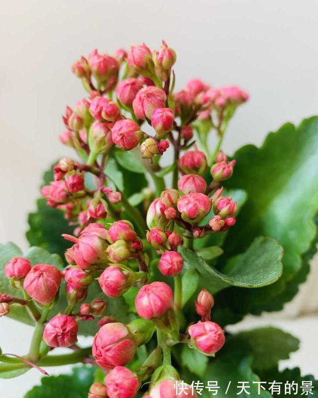 天冷了，这4种花，大肥大水要跟上，年底开爆盆