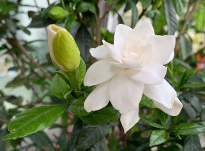 庭院选这几款花，花姿妖娆，盛开时繁花似锦，花色美轮美奂