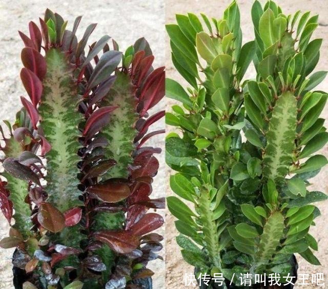 平安树|什么发财树,平安树,不如这2种“老树”好养,大气,富贵又镇宅!