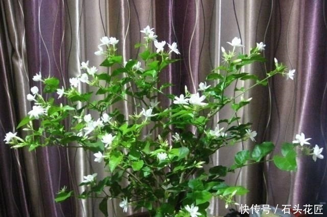 把5种花养在家里,就像喷了“香水”一样,香气扑鼻