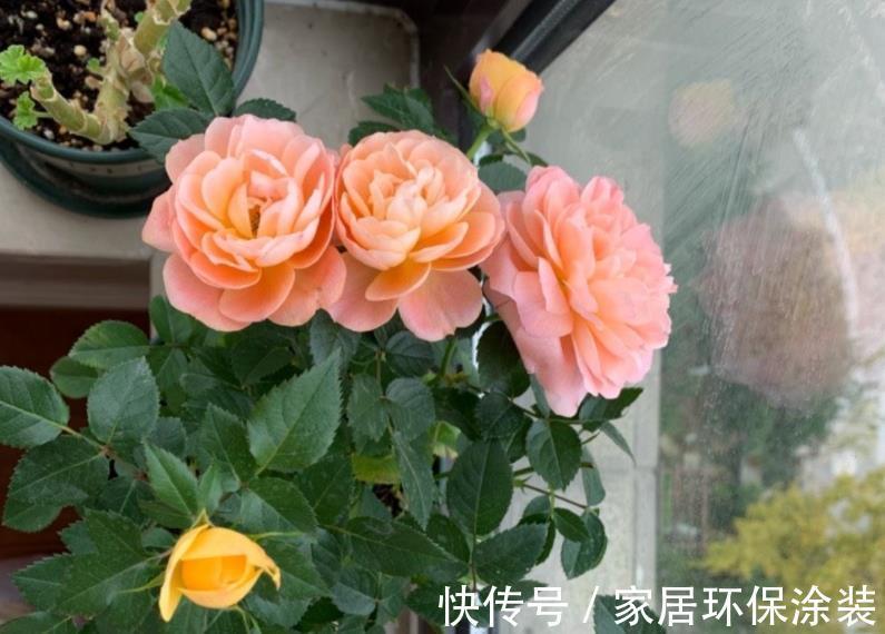 有机质|喜欢吃嫩玉米,喜欢养花,就拿玉米芯养花吧!自制肥超省钱