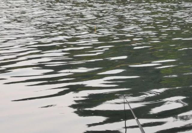 调漂|学钓鲢鳙从这篇文章开始,调漂、开饵、抓口都给你讲明白