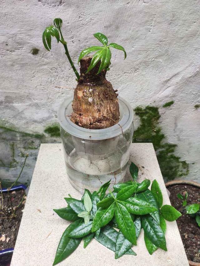 绿萝|土培养不活的花,直接丢水里,7天长出大白根