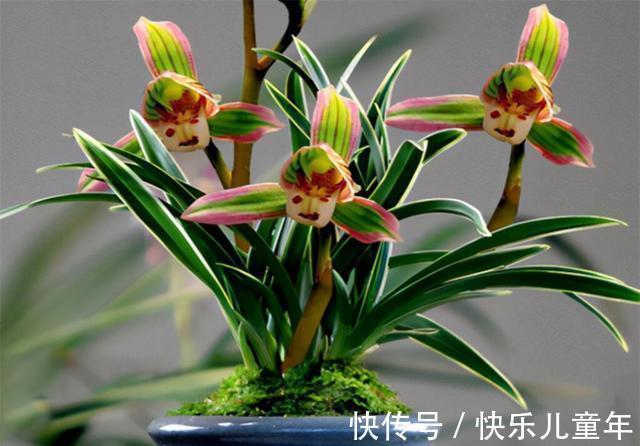 帝王妃|这种兰花极具帝王气息,花色奇特,兰香醇正,值得兰友们收藏