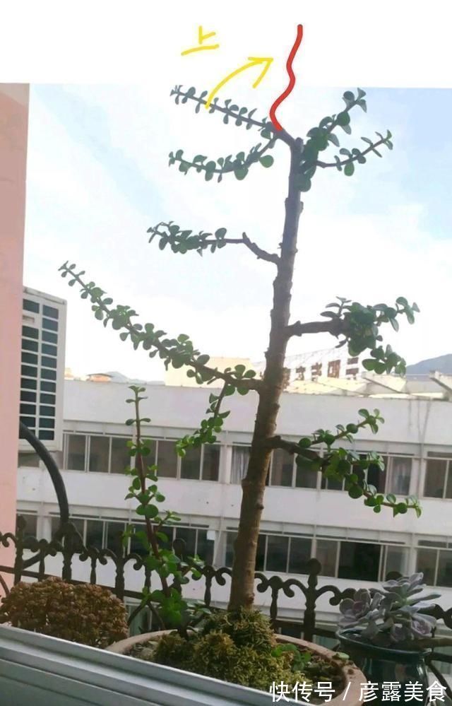 养3种花“多修剪”,2年养成“6层塔”,放在家里真“养眼”