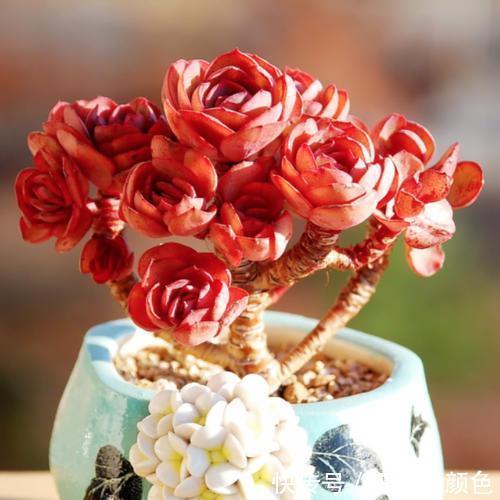 8款红色系多肉，阳台载几盆，家里红火又喜庆