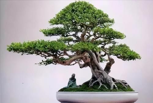 使用金属丝给盆景做造型蟠扎时，注意12个方面的技巧，做好造型