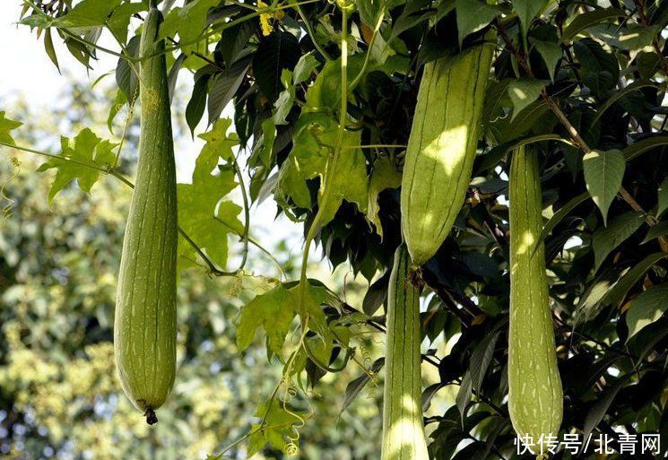 分类草药性|这种瓜一身是宝 刮皮煮水泡澡可去痱子