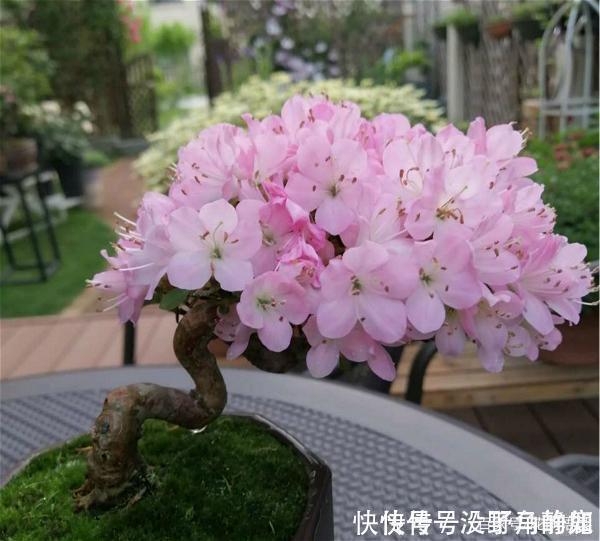皋月杜鹃|比兰花还值得养的盆栽花,寿命长,越养越漂亮,越养越值钱