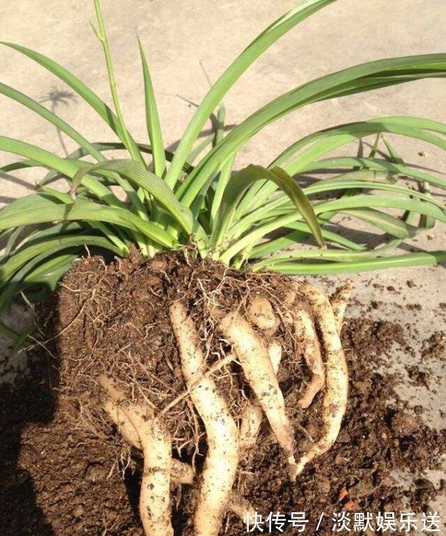 肥沃|10月养吊兰，多做这“1步”，匍匐茎蹭蹭长，叶绿又大，长爆盆