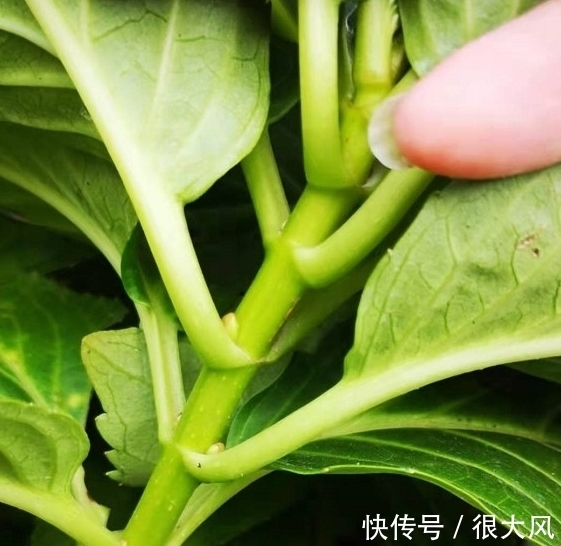 绣球能修剪吗，这些情况不分清，剪完变绿植