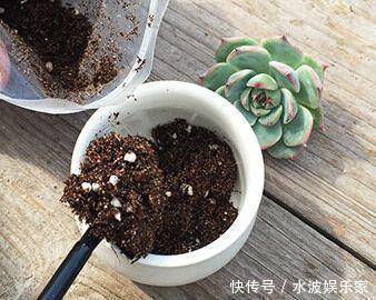 天天|薄荷勤修剪，多肉来点肥，打开疯长模式，天天长不停！