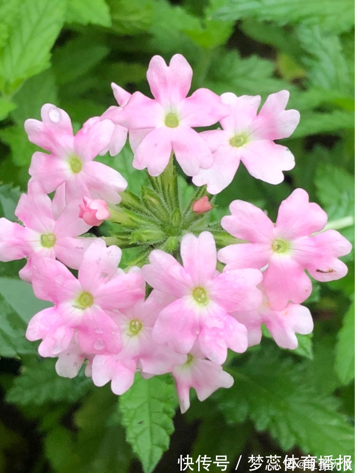 秋天|秋天是养草花的季节,12种草花现在播种,俩月就能开花