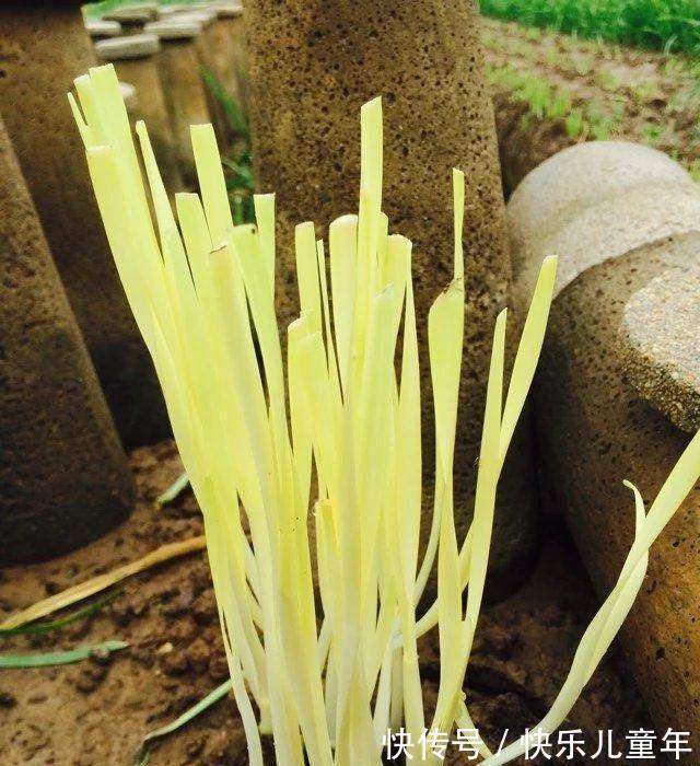 栽种|5步教你盆栽韭菜,根根粗壮“像小葱”,过年割了,包饺子