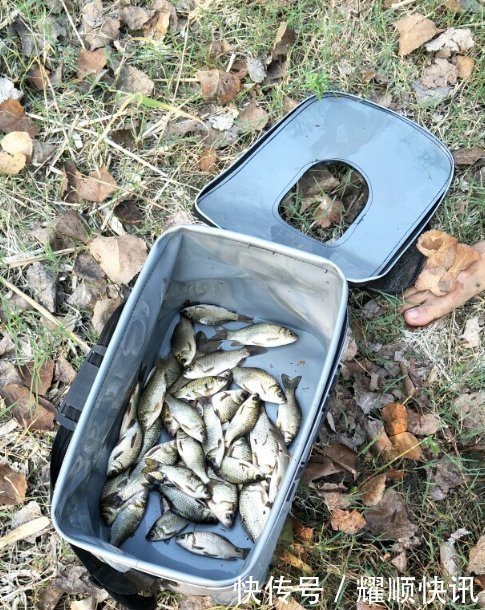 野钓必杀饵料，通杀青草鲤，大鱼一条接一条，拉杆到手臂疼