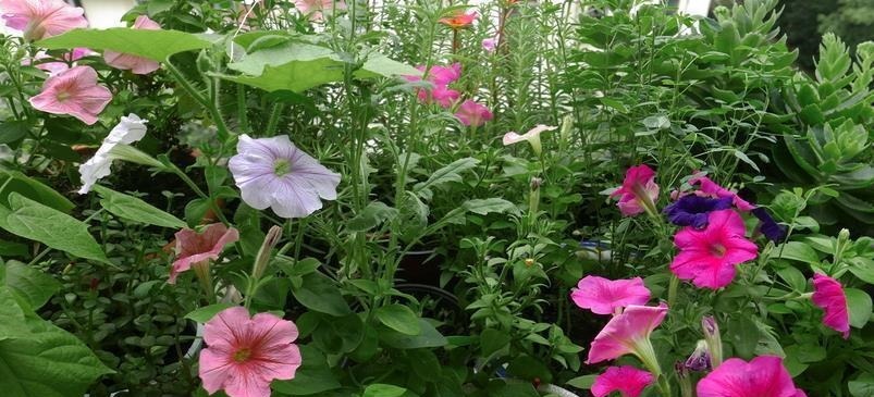 老花农透露6个养花技巧！学会后，花草养的旺，年年受用！