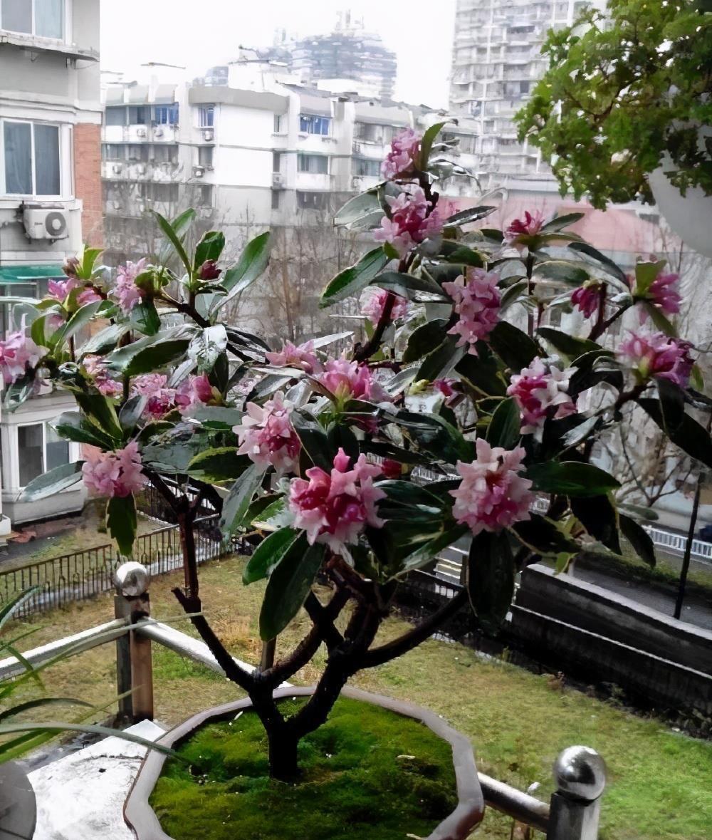玛格丽特|6种漂亮花，秋天千万不要“乱修剪”，影响一年开花量
