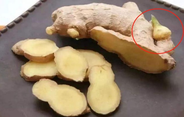 保存生姜，不要只会放冰箱，学会一个好方法，放半年都新鲜不发芽