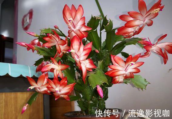 给蟹爪兰浇水很简单，一年四季分“两段”，根壮叶肥，开花满盆