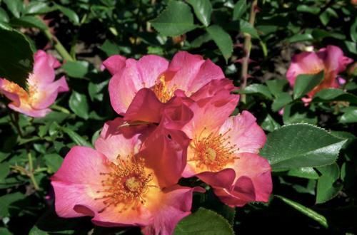  花海|3种花易成花海，四季开花，芳香四溢，室内也能养，南北都能种