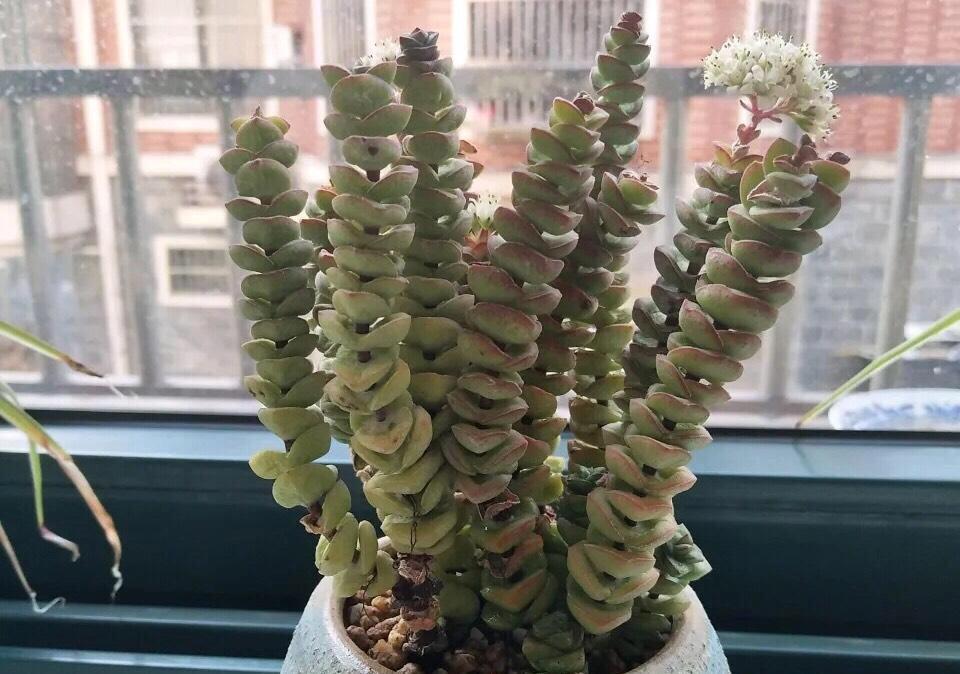 叶片|多肉植物当中最像的三兄弟，一个高贵，一个富贵，一个娇贵