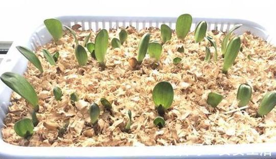 烂根|养花浇水,把控不好总引起烂根盆底铺垫上它们,轻松养根护根