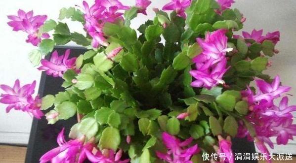 夏季养殖蟹爪兰、沙漠玫瑰、仙客来、君子兰,少浇水反而长得好