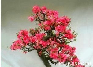 阳台再小也要种上一棵,开花比玫瑰好看,花香比桂花香!