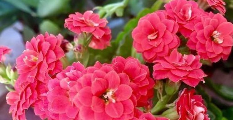 养花换盆时，多“加”1物，花卉“10年”不烂根，叶子绿，开花多