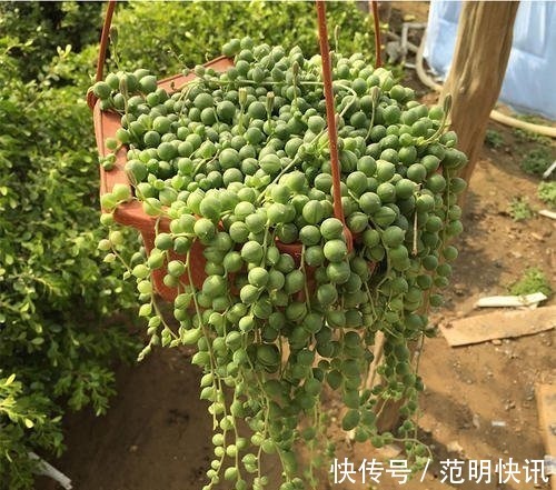 佛珠|3种多肉植物,养在家里,旺财寓意好,值得拥有!