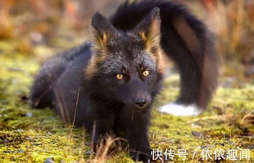 前世|家丁夜晚赶路，射死拜月狐狸，意外牵出两人前世的恩怨