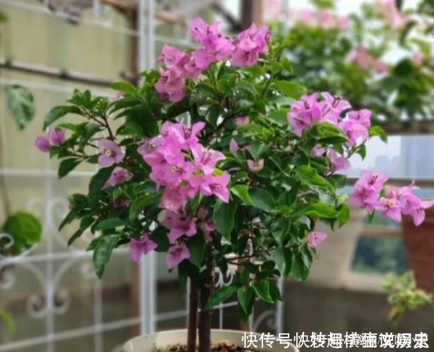 45种三角梅品种,红、橙、黄、绿、白、紫,每一种都很好看!