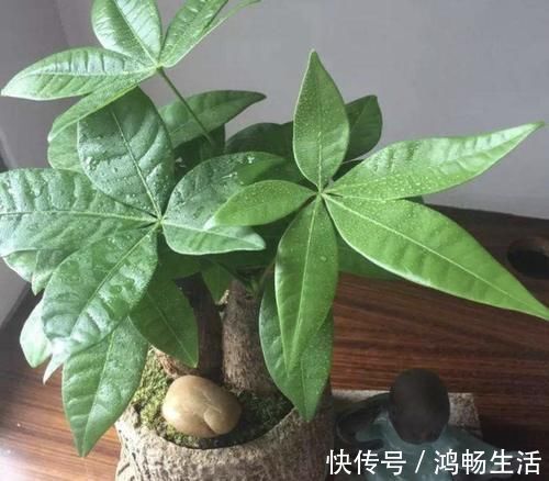 寓意|独特的“三种花”,过年时养2盆,寓意招财、旺运,枝叶好看!