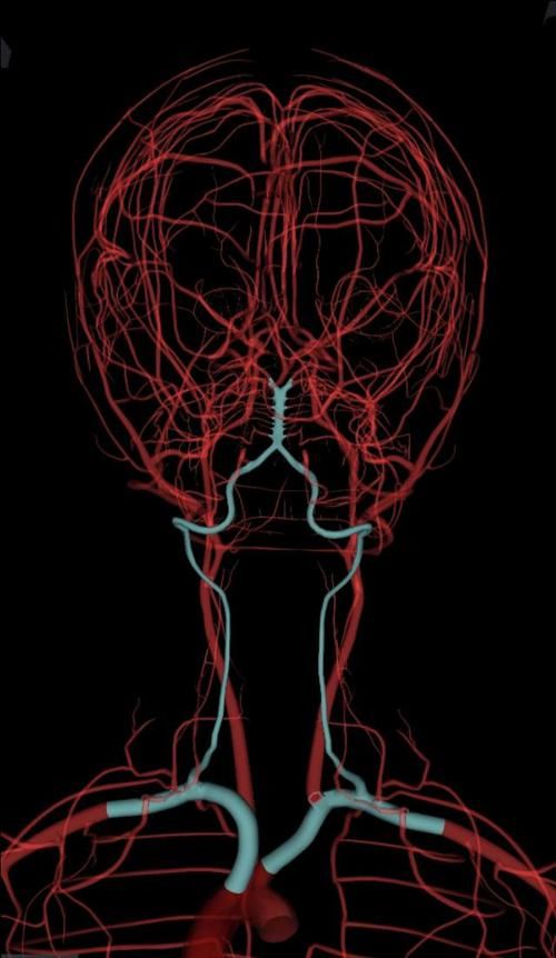 浅谈颈部解剖之 椎动脉 快资讯