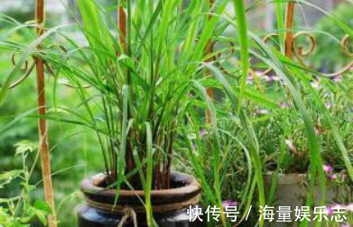 “5种花”最适合女生养,瘦身又美容,赏花还变美,养1盆真值!