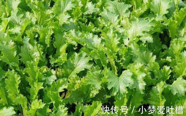 雪里蕻|比辣椒更辣的野菜，制作成腌菜后可是一绝，治疗便秘疗效好