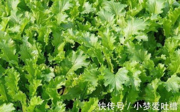 疗效|比辣椒更辣的野菜,制作成腌菜后可是一绝,治疗便秘疗效好