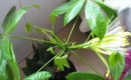 发黄|夏季养发财树,按照以下技巧来做,生长旺盛,枝繁叶绿有光泽