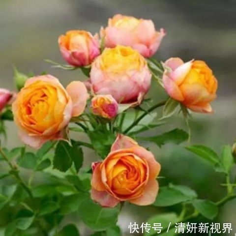 这几盆号称“浇不死”盆栽，吸收甲醛空化空气，聪明人都在养！