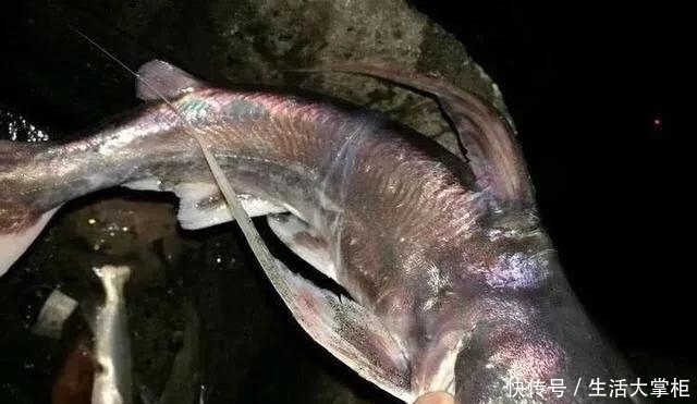 格外|此鱼“碰不得”,以后再钓到这种鱼要格外小心,本地人叫骨鱼