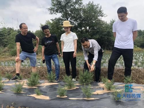 田昌兵|陈慧：一定做好乡亲们的“迷迭香阿妹”