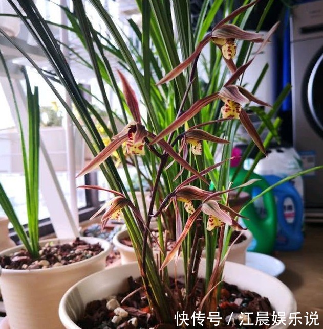 老花农养兰花，用3种植料，兰花不烂根，芽蹭蹭冒，花呼呼开