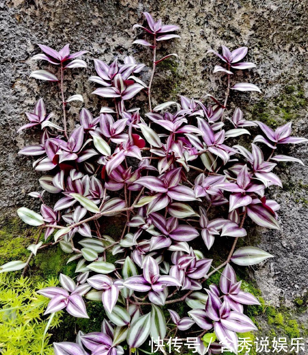 风信子|懒人适合养什么花,浇水少,不挑土,它比人还懒!