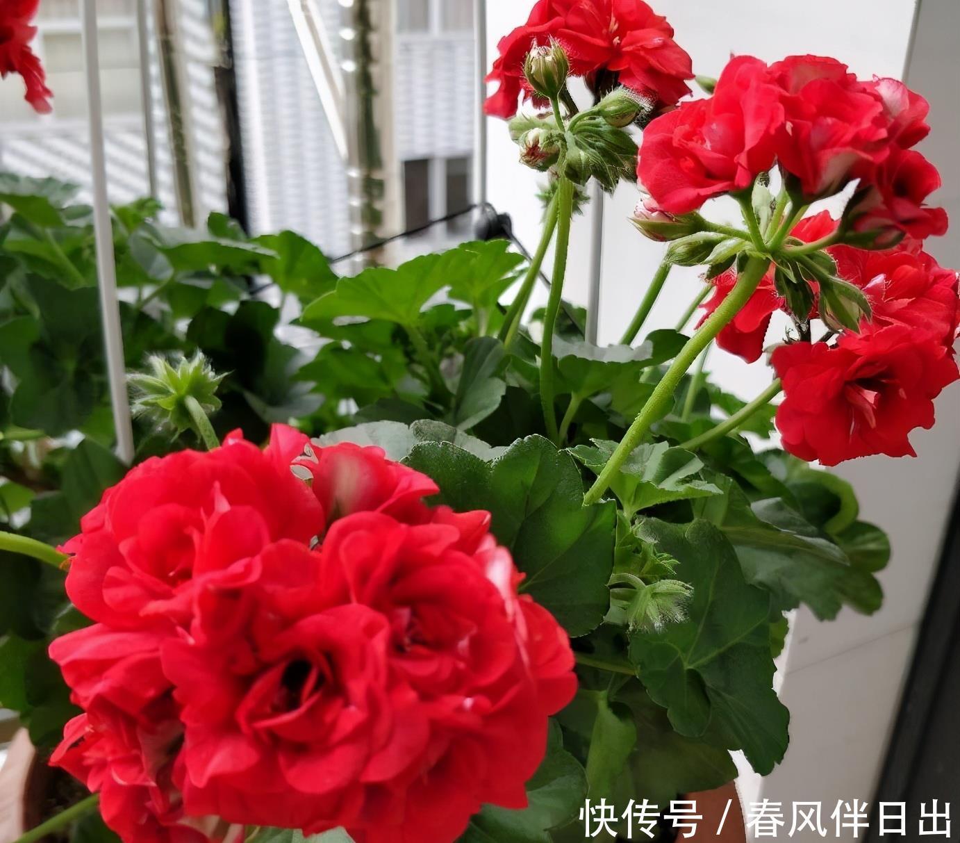 休眠|5种漂亮花,夏天“便宜”也别买,高温养不活,白花钱了
