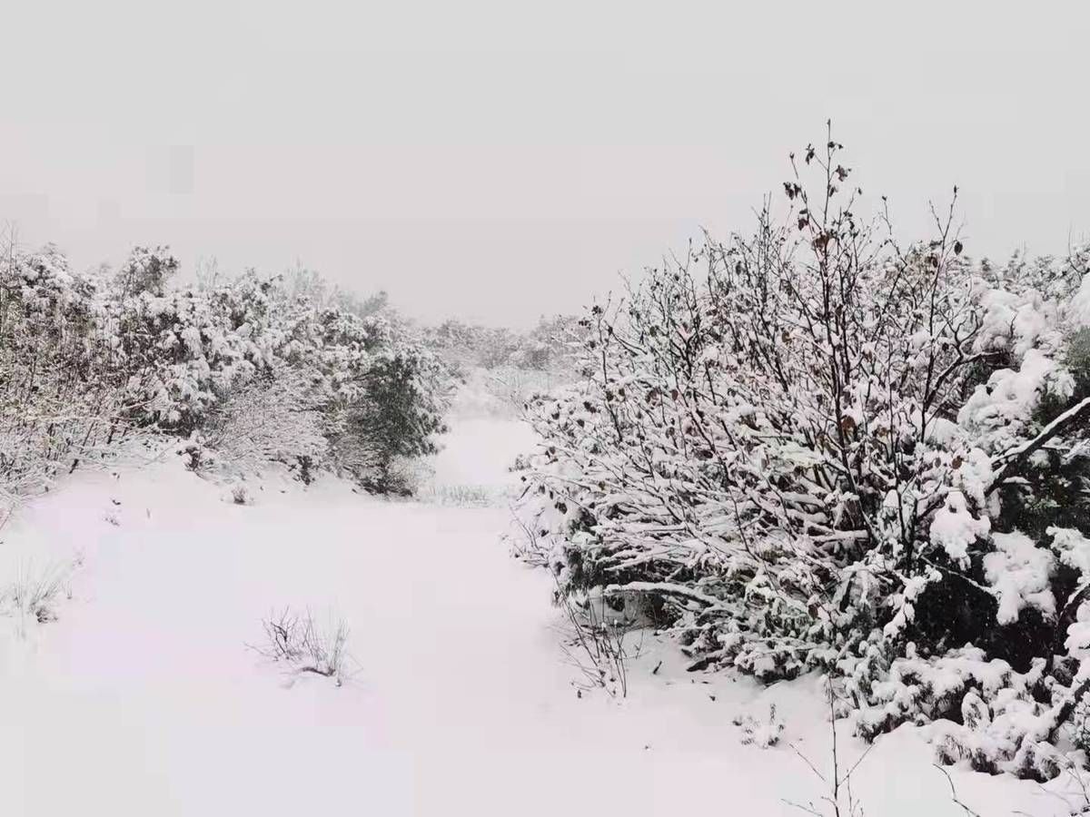 大兴安岭|黑龙江省大兴安岭地区呼中区迎来今年第一场雪