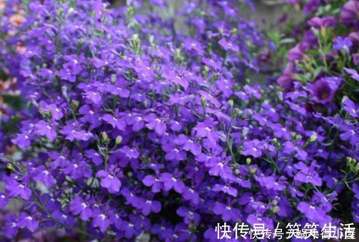 谁见了都喜欢的4种花,好养又漂亮,开起花来拦不住,美不胜收