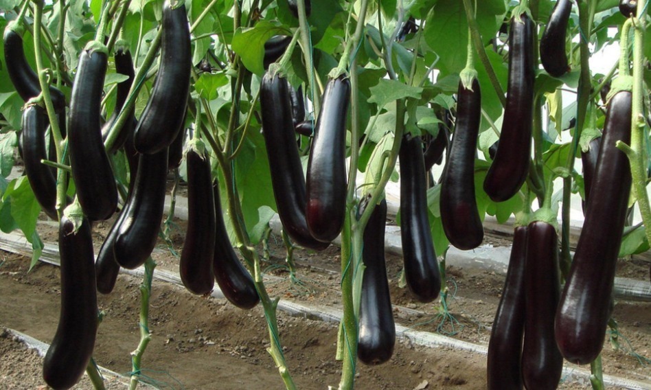 茄子蒂|吃了“激素茄子”还傻傻不知道,教你2招辨别,以后别乱买