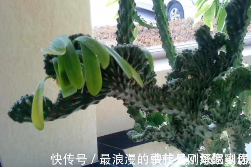 4种霸气侧漏的“丑绿植”,四季油绿寓意好,是家庭盆栽佳品